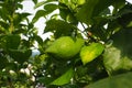 Green unripe oblong lemons on a branch of a lemon tree in a garden in Montenegro. The ripening harvest of the orchard Royalty Free Stock Photo