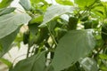 Green unripe peppers on plant