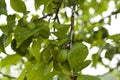 Green unripe plums