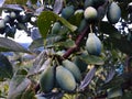 Green unripe plums on a branch in an orchard