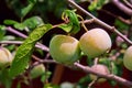 Green unripe plums on the plum tree. Royalty Free Stock Photo