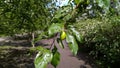 Green unripe plums with raindrops hanging on the branch of a tree.