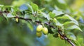 green unripe plums on the tree in focus.