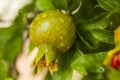 Green unripe pomegranate with drops of rain on branch Royalty Free Stock Photo
