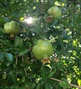 Pomegranate tree with green unripe fruits Royalty Free Stock Photo