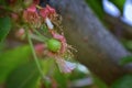 Green unripe Rainier cherry berries with withering blossom attached in detail, macro close up with tree branches blurred in backgr Royalty Free Stock Photo