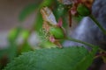 Green unripe Rainier cherry berries with withering blossom attached in detail, macro close up with tree branches blurred in backgr Royalty Free Stock Photo