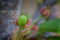 Green unripe Rainier cherry berries with withering blossom attached in detail, macro close up with tree branches blurred in backgr Royalty Free Stock Photo