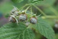 Green unripe raspberry ripens on the branches of a shrub against the background of leaves