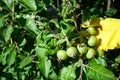 Green unripe small fruits apples on a tree, in the hands dressed in yellow rubber gloves