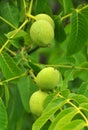 A green, unripe, soft skin walnut with part of a tree branch