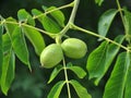 A green, unripe, soft skin walnut with part of a tree branch