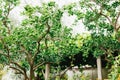 Green unripe tangerines on the branches of a tree in the garden.