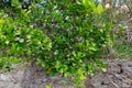 Green unripe tangerines on a tree outside a stone wall in a southern country