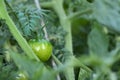 A green unripe tomato on a branch. Royalty Free Stock Photo