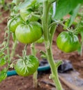Green unripe tomato plants in greenhouse