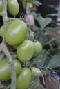 Green unripe tomato`s hanging on a tomato plant in the garden, selective focus Royalty Free Stock Photo