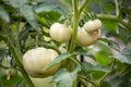 Green unripe tomato Royalty Free Stock Photo