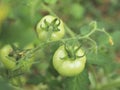 Green unripe tomatoes in greenhouse. Hairy and fuzzy tomato plant, selective focus Royalty Free Stock Photo