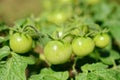 Green unripe tomatoes grow