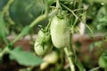 green unripe tomatoes growing in the greenhouse. lycopene sourse. farmer's local vegetables for weekent market. home Royalty Free Stock Photo