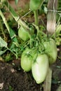 green unripe tomatoes growing in the greenhouse. lycopene sourse. farmer's local vegetables for weekent market. home Royalty Free Stock Photo