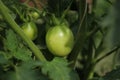 Green unripe tomatoes are hanging on the bush Royalty Free Stock Photo