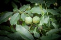 Green, unripe walnut, from the Juglans regia type, also called persian, carpathian, madeira or common walnut, on a tree in summer. Royalty Free Stock Photo