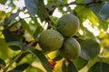 Green unripe walnuts on a branch. Three walnuts on a branch with a leaves in the background