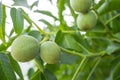 Green unripe walnuts growing on a tree