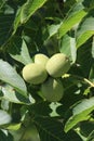 Green unripe walnuts, typical Italian tree fruit Royalty Free Stock Photo