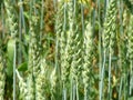 Green unripe wheat