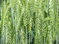 Green unripe wheat ears close-up. Royalty Free Stock Photo