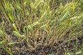 Unripe wheat ears in the foreground Royalty Free Stock Photo