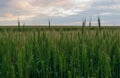 Green unripe wheat field on sunset sky background Royalty Free Stock Photo