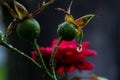 Green unripe wild rose with a drop of rain on the background of a rose Royalty Free Stock Photo