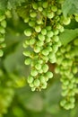 Green unripe young grapes in the garden on the natural background, close-up, selective focus. Royalty Free Stock Photo