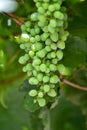 Green unripe young grapes in the garden on the natural background,  vertical close-up photo Royalty Free Stock Photo