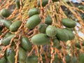 Green Unriped Dates on the Tree Royalty Free Stock Photo