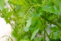 Green, unripened grapes on the vine Royalty Free Stock Photo