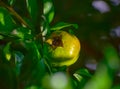 Green unripened Pomegranate