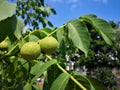 A green unripened walnut grows on a tree surrounded by leaves Royalty Free Stock Photo