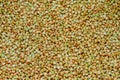 Green unroasted buckwheat groats solid background. Copy space