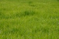 Green untrimmed grass field.