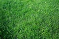 Green untrimmed messy green grass. Royalty Free Stock Photo