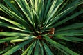 Green plant, palm tree, long pointed leaves of an ornamental plant