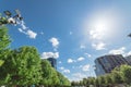 Urban park tree canopy with sunburst and modern building