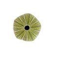 Green Urchin shell on white background