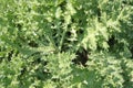 Urtica Nettle Plant