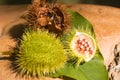 Green Urucum Seeds